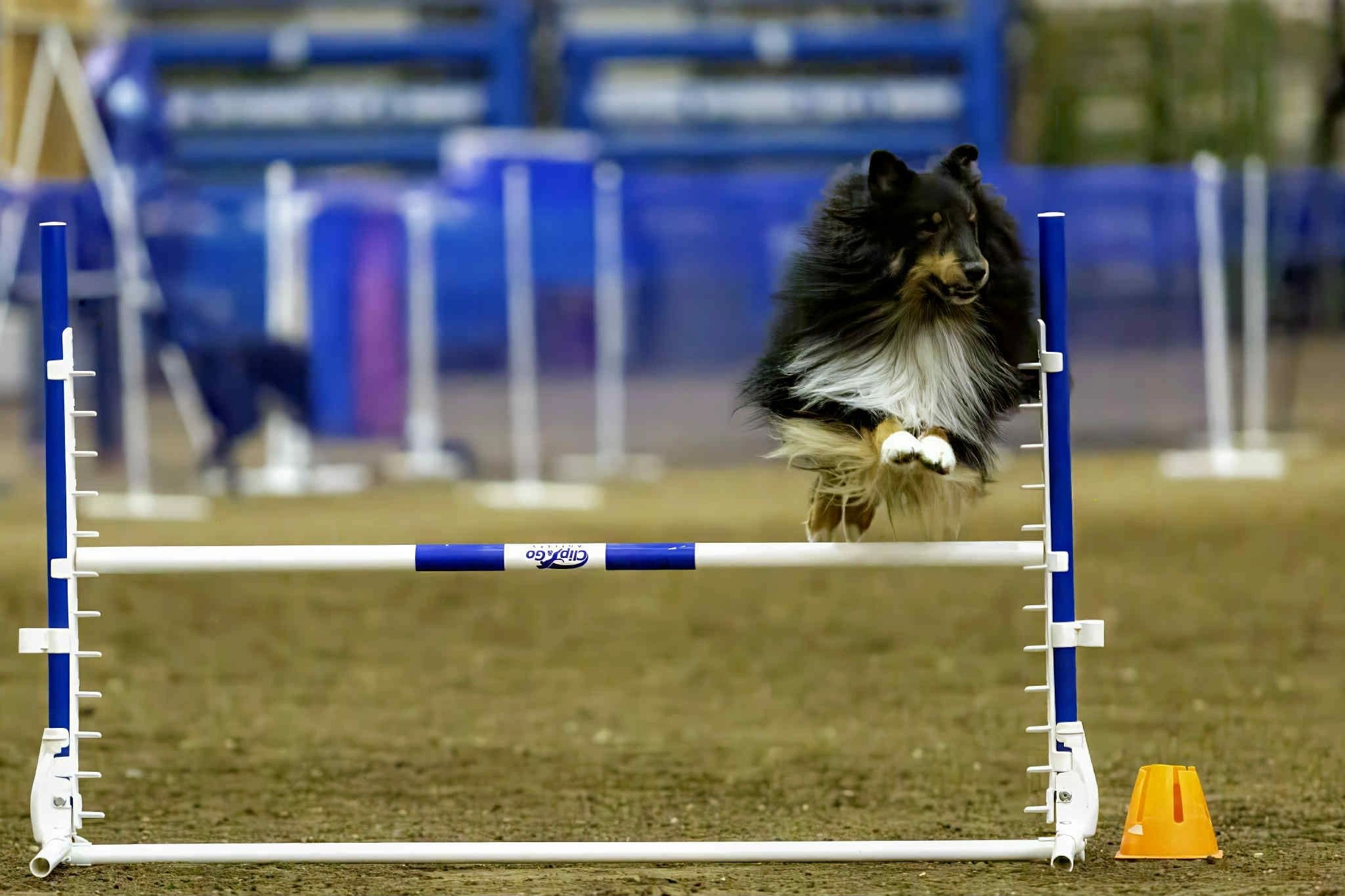 Agility dog 1