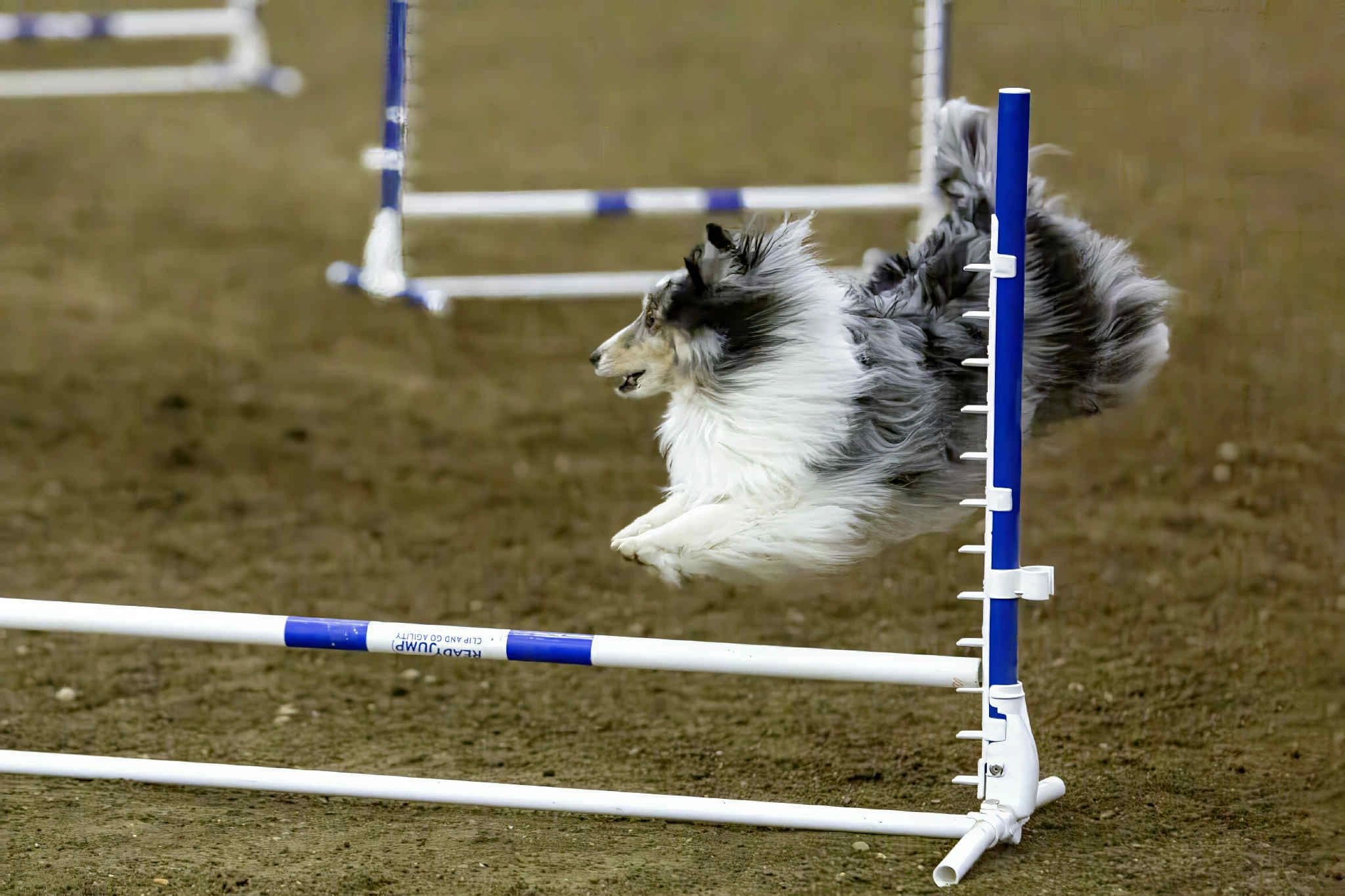 Agility dog 2