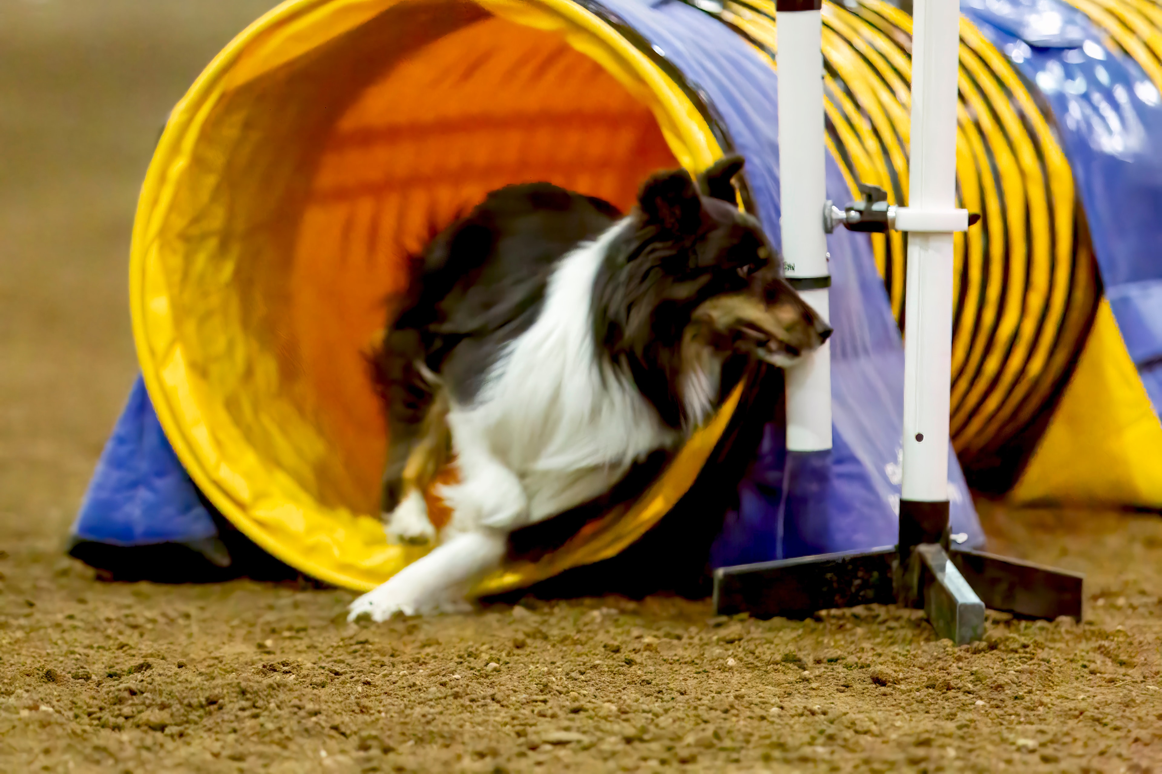 Agility dog 4