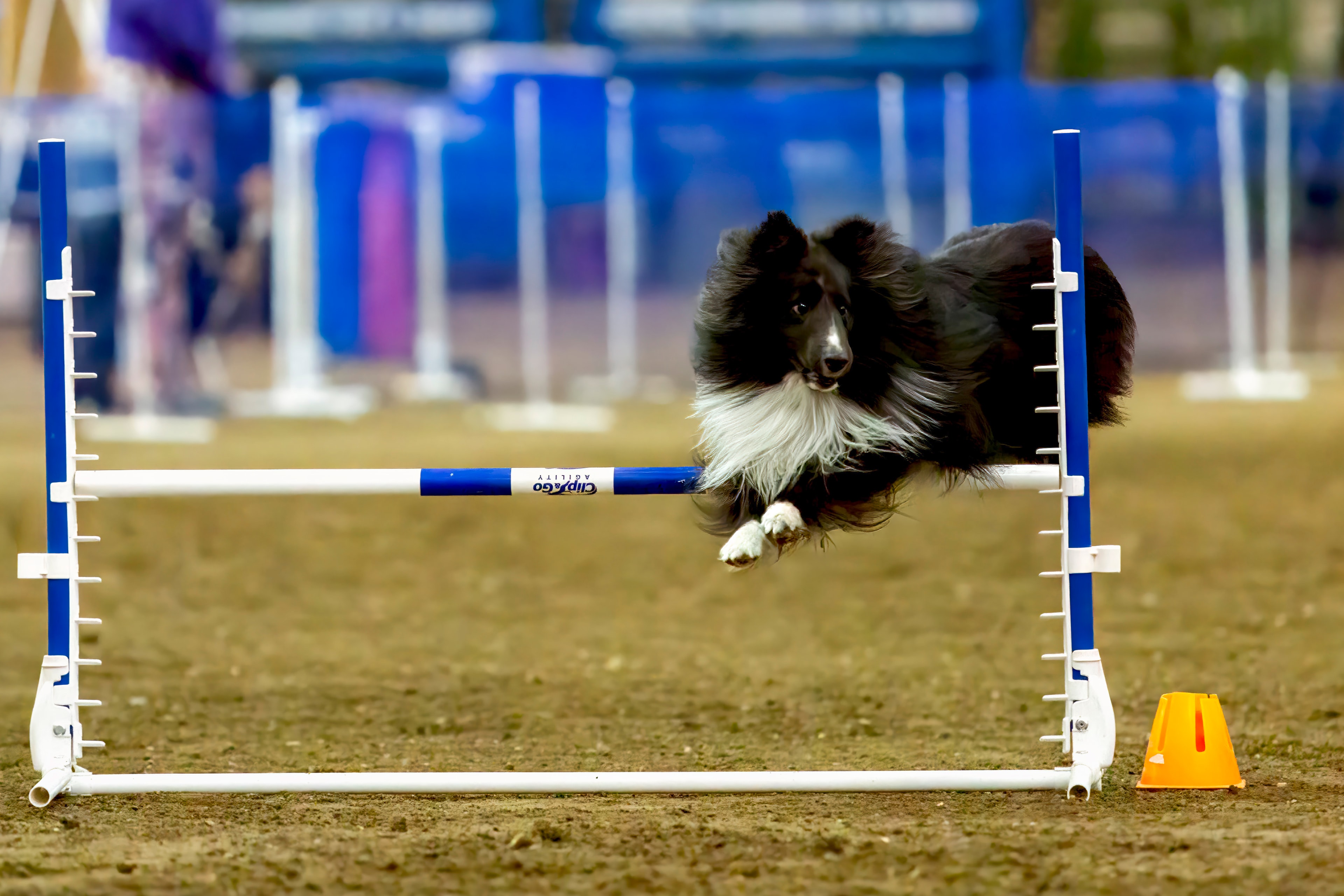 Agility dog 5