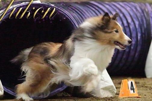 Yukon running agility
